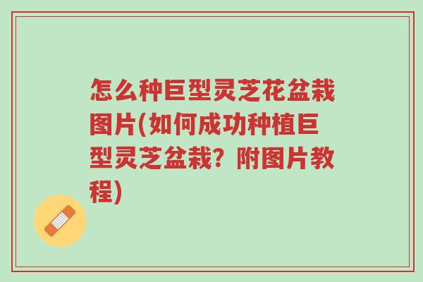 怎么种巨型灵芝花盆栽图片(如何成功种植巨型灵芝盆栽?附图片教程)-第1张图片-超越 怎么种巨型灵芝花盆栽图片(如何成功种植巨型灵芝盆栽?附图片教程)-第1张图片-超越