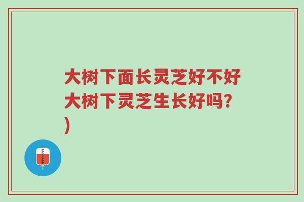 大树下面长灵芝好不好大树下灵芝生长好吗？)-第1张图片-超越