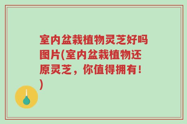 室内盆栽植物灵芝好吗图片(室内盆栽植物还原灵芝,你值得拥有!)-第1张图片-超越 室内盆栽植物灵芝好吗图片(室内盆栽植物还原灵芝,你值得拥有!)-第1张图片-超越