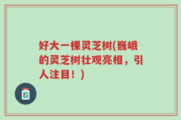 好大一棵灵芝树(巍峨的灵芝树壮观亮相,引人注目!)-第1张图片-超越 好大一棵灵芝树(巍峨的灵芝树壮观亮相,引人注目!)-第1张图片-超越