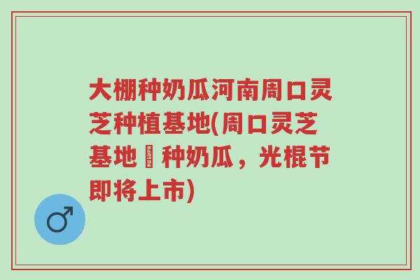 大棚种奶瓜河南周口灵芝种植基地(周口灵芝基地併种奶瓜，光棍节即将上市)-第1张图片-超越