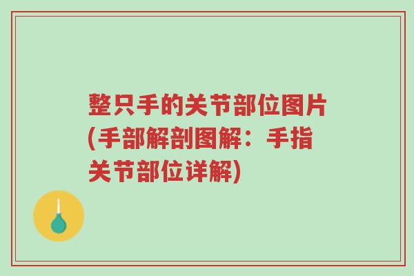 整只手的关节部位图片(手部解剖图解:手指关节部位详解)-第1张图片-超越 整只手的关节部位图片(手部解剖图解:手指关节部位详解)-第1张图片-超越