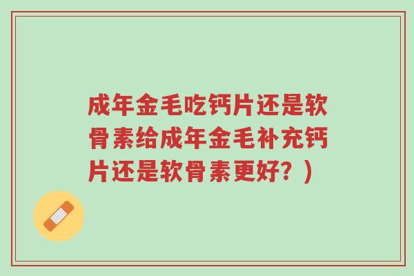 成年金毛吃钙片还是软骨素给成年金毛补充钙片还是软骨素更好?)-第1张图片-超越 成年金毛吃钙片还是软骨素给成年金毛补充钙片还是软骨素更好?)-第1张图片-超越