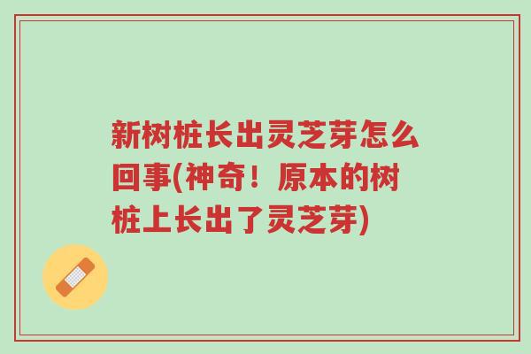 新树桩长出灵芝芽怎么回事(神奇！原本的树桩上长出了灵芝芽)-第1张图片-超越