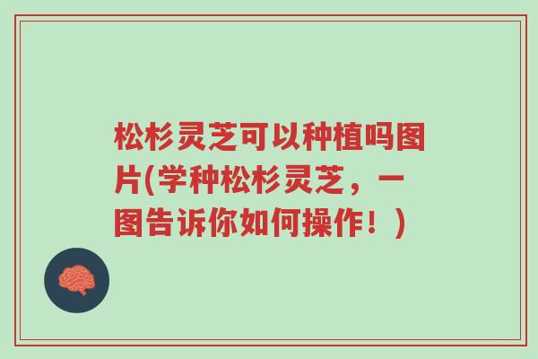 松杉灵芝可以种植吗图片(学种松杉灵芝,一图告诉你如何操作!)-第1张图片-超越 松杉灵芝可以种植吗图片(学种松杉灵芝,一图告诉你如何操作!)-第1张图片-超越