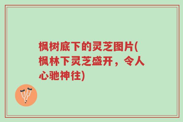 枫树底下的灵芝图片(枫林下灵芝盛开，令人心驰神往)-第1张图片-超越