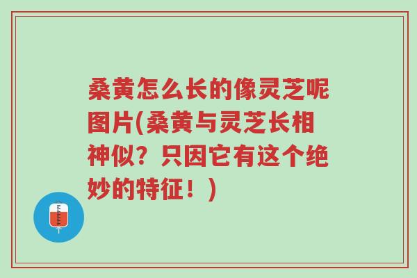 桑黄怎么长的像灵芝呢图片(桑黄与灵芝长相神似?只因它有这个绝妙的特征!)-第1张图片-超越 桑黄怎么长的像灵芝呢图片(桑黄与灵芝长相神似?只因它有这个绝妙的特征!)-第1张图片-超越