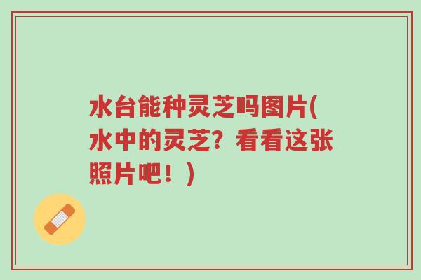 水台能种灵芝吗图片(水中的灵芝?看看这张照片吧!)-第1张图片-超越 水台能种灵芝吗图片(水中的灵芝?看看这张照片吧!)-第1张图片-超越