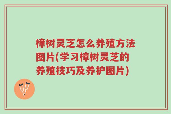 樟树灵芝怎么养殖方法图片(学习樟树灵芝的养殖技巧及养护图片)-第1张图片-超越 樟树灵芝怎么养殖方法图片(学习樟树灵芝的养殖技巧及养护图片)-第1张图片-超越