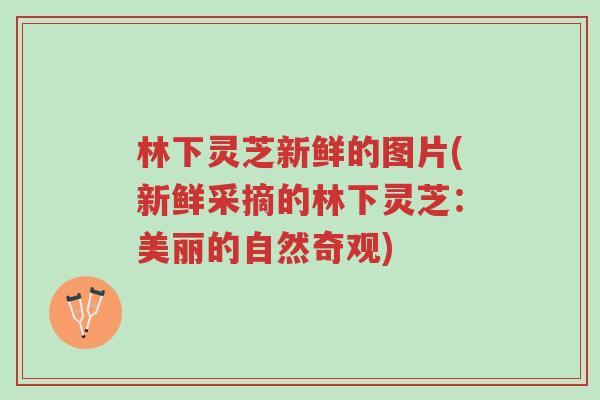 林下灵芝新鲜的图片(新鲜采摘的林下灵芝:美丽的自然奇观)-第1张图片-超越 林下灵芝新鲜的图片(新鲜采摘的林下灵芝:美丽的自然奇观)-第1张图片-超越