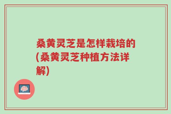 桑黄灵芝是怎样栽培的(桑黄灵芝种植方法详解)-第1张图片-超越 桑黄灵芝是怎样栽培的(桑黄灵芝种植方法详解)-第1张图片-超越