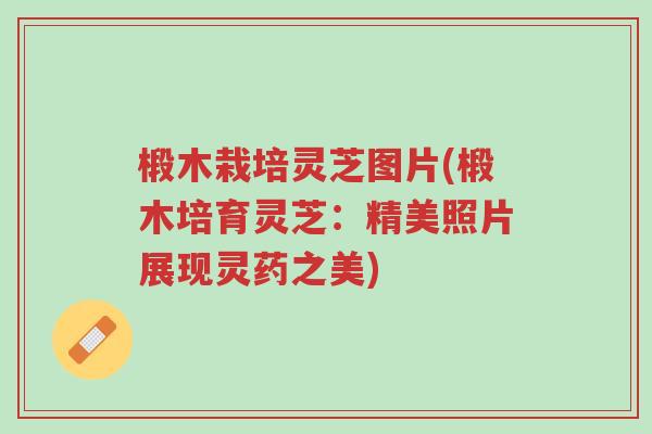 椴木栽培灵芝图片(椴木培育灵芝:精美照片展现灵药之美)-第1张图片-超越 椴木栽培灵芝图片(椴木培育灵芝:精美照片展现灵药之美)-第1张图片-超越