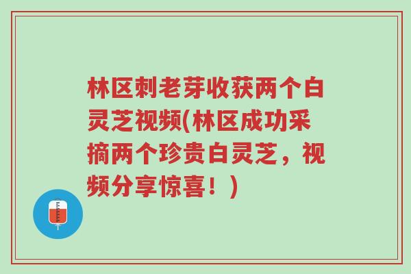 林区刺老芽收获两个白灵芝视频(林区成功采摘两个珍贵白灵芝,视频分享惊喜!)-第1张图片-超越 林区刺老芽收获两个白灵芝视频(林区成功采摘两个珍贵白灵芝,视频分享惊喜!)-第1张图片-超越