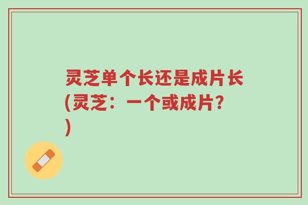 灵芝单个长还是成片长(灵芝:一个或成片?)-第1张图片-超越 灵芝单个长还是成片长(灵芝:一个或成片?)-第1张图片-超越