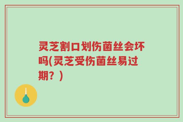 灵芝割口划伤菌丝会坏吗(灵芝受伤菌丝易过期?)-第1张图片-超越 灵芝割口划伤菌丝会坏吗(灵芝受伤菌丝易过期?)-第1张图片-超越