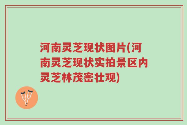 河南灵芝现状图片(河南灵芝现状实拍景区内灵芝林茂密壮观)-第1张图片-超越 河南灵芝现状图片(河南灵芝现状实拍景区内灵芝林茂密壮观)-第1张图片-超越