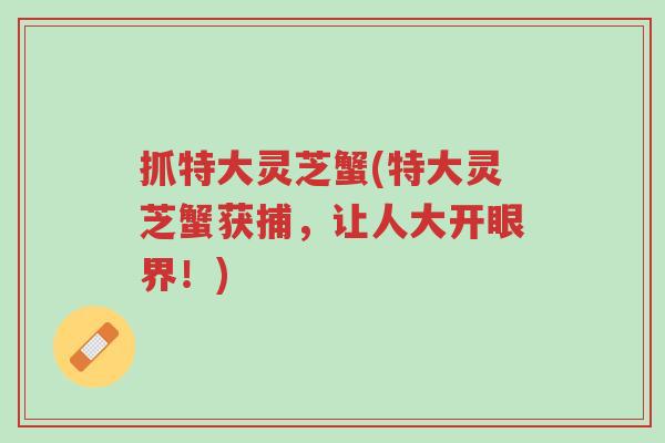 抓特大灵芝蟹(特大灵芝蟹获捕，让人大开眼界！)-第1张图片-超越