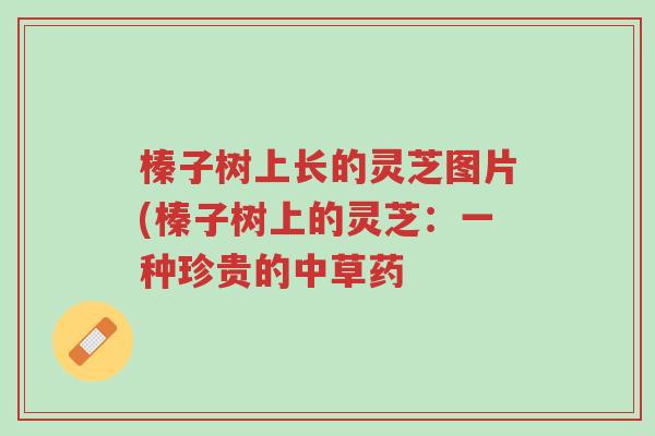 榛子树上长的灵芝图片(榛子树上的灵芝:一种珍贵的中草药-第1张图片-超越 榛子树上长的灵芝图片(榛子树上的灵芝:一种珍贵的中草药-第1张图片-超越