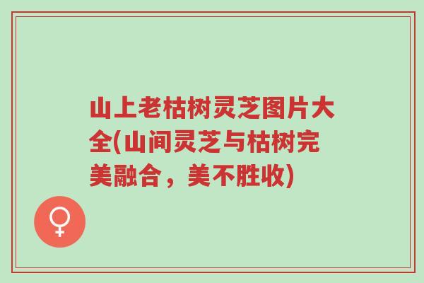 山上老枯树灵芝图片大全(山间灵芝与枯树完美融合，美不胜收)-第1张图片-超越
