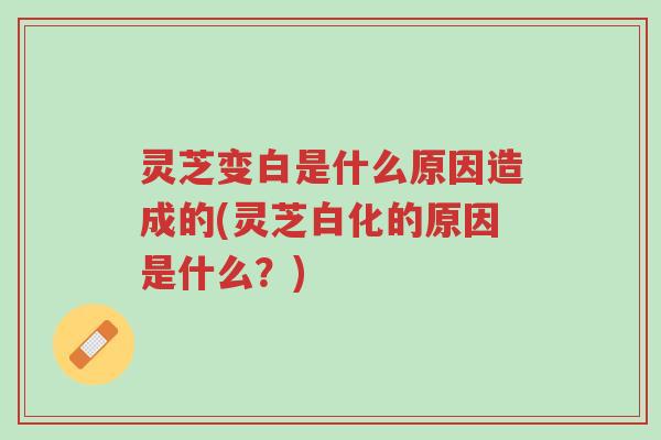 灵芝变白是什么原因造成的(灵芝白化的原因是什么?)-第1张图片-超越 灵芝变白是什么原因造成的(灵芝白化的原因是什么?)-第1张图片-超越