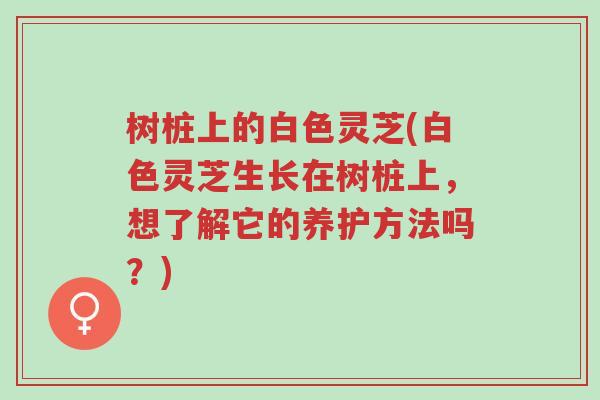 树桩上的白色灵芝(白色灵芝生长在树桩上,想了解它的养护方法吗?)-第1张图片-超越 树桩上的白色灵芝(白色灵芝生长在树桩上,想了解它的养护方法吗?)-第1张图片-超越