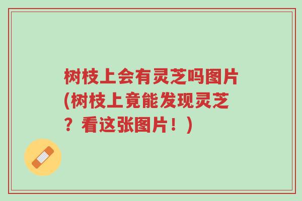 树枝上会有灵芝吗图片(树枝上竟能发现灵芝?看这张图片!)-第1张图片-超越 树枝上会有灵芝吗图片(树枝上竟能发现灵芝?看这张图片!)-第1张图片-超越
