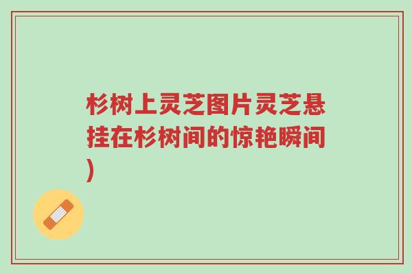 杉树上灵芝图片灵芝悬挂在杉树间的惊艳瞬间)-第1张图片-超越 杉树上灵芝图片灵芝悬挂在杉树间的惊艳瞬间)-第1张图片-超越