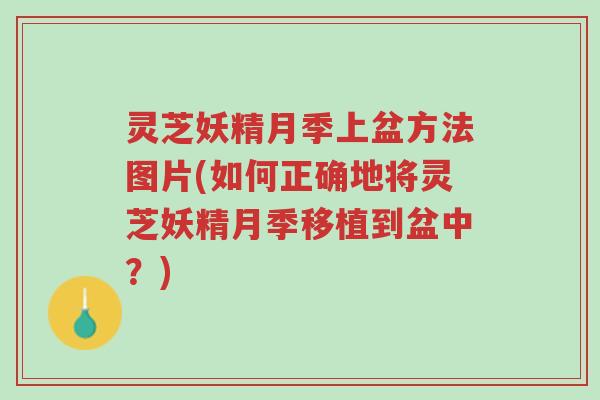 灵芝妖精月季上盆方法图片(如何正确地将灵芝妖精月季移植到盆中?)-第1张图片-超越 灵芝妖精月季上盆方法图片(如何正确地将灵芝妖精月季移植到盆中?)-第1张图片-超越