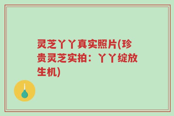灵芝丫丫真实照片(珍贵灵芝实拍:丫丫绽放生机)-第1张图片-超越 灵芝丫丫真实照片(珍贵灵芝实拍:丫丫绽放生机)-第1张图片-超越