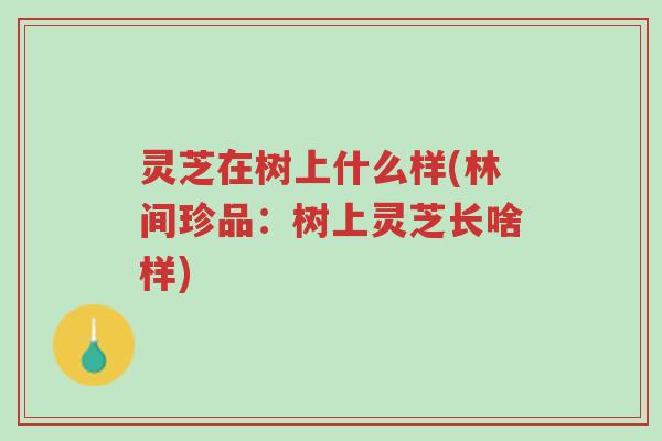 灵芝在树上什么样(林间珍品:树上灵芝长啥样)-第1张图片-超越 灵芝在树上什么样(林间珍品:树上灵芝长啥样)-第1张图片-超越