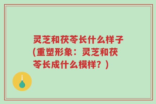 灵芝和茯苓长什么样子(重塑形象:灵芝和茯苓长成什么模样?)-第1张图片-超越 灵芝和茯苓长什么样子(重塑形象:灵芝和茯苓长成什么模样?)-第1张图片-超越