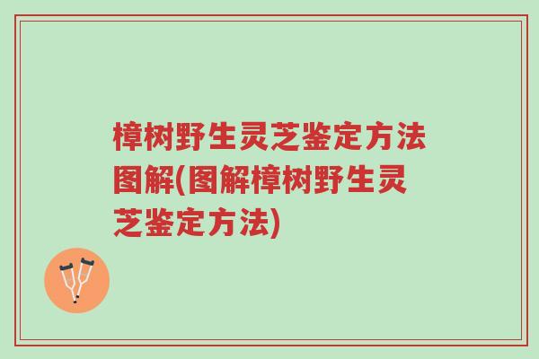 樟树野生灵芝鉴定方法图解(图解樟树野生灵芝鉴定方法)-第1张图片-超越