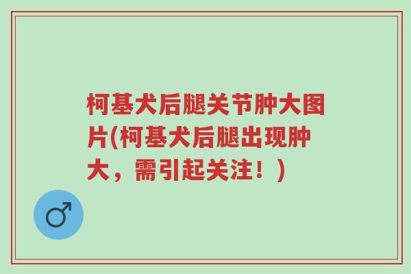 柯基犬后腿关节肿大图片(柯基犬后腿出现肿大,需引起关注!)-第1张图片-超越 柯基犬后腿关节肿大图片(柯基犬后腿出现肿大,需引起关注!)-第1张图片-超越
