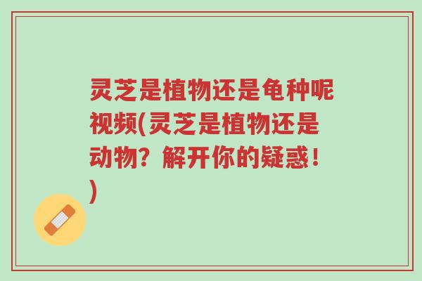 灵芝是植物还是龟种呢视频(灵芝是植物还是动物?解开你的疑惑!)-第1张图片-超越 灵芝是植物还是龟种呢视频(灵芝是植物还是动物?解开你的疑惑!)-第1张图片-超越