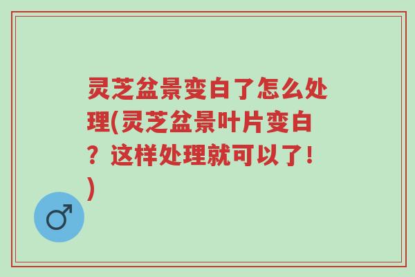 灵芝盆景变白了怎么处理(灵芝盆景叶片变白?这样处理就可以了!)-第1张图片-超越 灵芝盆景变白了怎么处理(灵芝盆景叶片变白?这样处理就可以了!)-第1张图片-超越