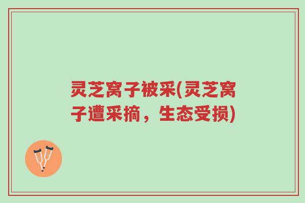 灵芝窝子被采(灵芝窝子遭采摘,生态受损)-第1张图片-超越 灵芝窝子被采(灵芝窝子遭采摘,生态受损)-第1张图片-超越