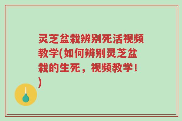 灵芝盆栽辨别死活视频教学(如何辨别灵芝盆栽的生死,视频教学!)-第1张图片-超越 灵芝盆栽辨别死活视频教学(如何辨别灵芝盆栽的生死,视频教学!)-第1张图片-超越
