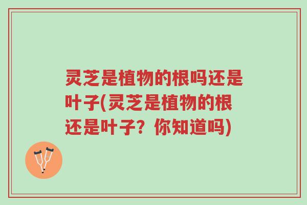 灵芝是植物的根吗还是叶子(灵芝是植物的根还是叶子?你知道吗)-第1张图片-超越 灵芝是植物的根吗还是叶子(灵芝是植物的根还是叶子?你知道吗)-第1张图片-超越
