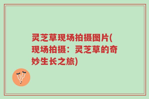 灵芝草现场拍摄图片(现场拍摄:灵芝草的奇妙生长之旅)-第1张图片-超越 灵芝草现场拍摄图片(现场拍摄:灵芝草的奇妙生长之旅)-第1张图片-超越