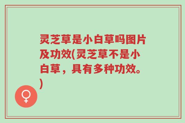 灵芝草是小白草吗图片及功效(灵芝草不是小白草,具有多种功效。)-第1张图片-超越 灵芝草是小白草吗图片及功效(灵芝草不是小白草,具有多种功效。)-第1张图片-超越