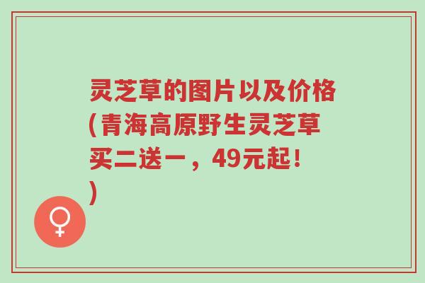 灵芝草的图片以及价格(青海高原野生灵芝草买二送一,49元起!)-第1张图片-超越 灵芝草的图片以及价格(青海高原野生灵芝草买二送一,49元起!)-第1张图片-超越