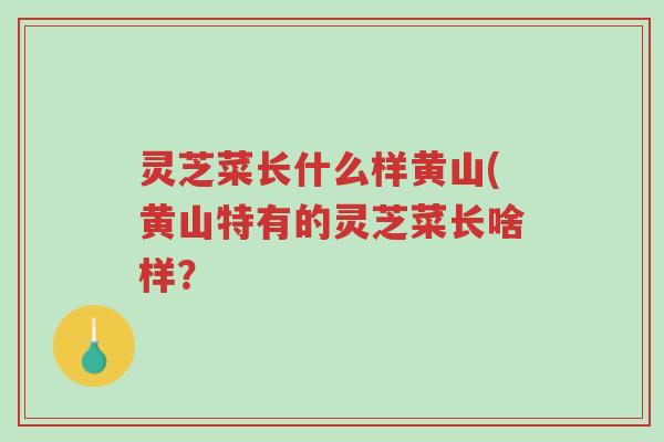 灵芝菜长什么样黄山(黄山特有的灵芝菜长啥样?-第1张图片-超越 灵芝菜长什么样黄山(黄山特有的灵芝菜长啥样?-第1张图片-超越