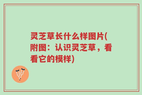灵芝草长什么样图片(附图:认识灵芝草,看看它的模样)-第1张图片-超越 灵芝草长什么样图片(附图:认识灵芝草,看看它的模样)-第1张图片-超越