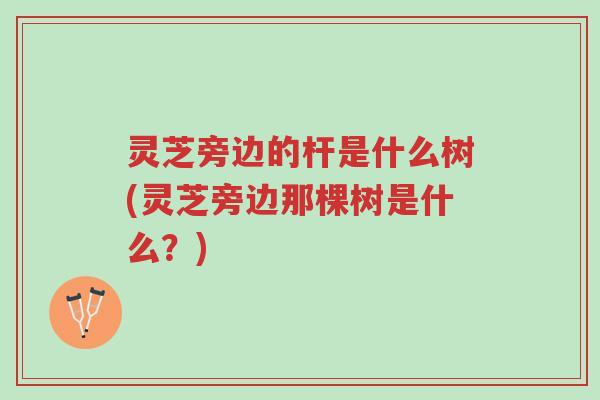 灵芝旁边的杆是什么树(灵芝旁边那棵树是什么?)-第1张图片-超越 灵芝旁边的杆是什么树(灵芝旁边那棵树是什么?)-第1张图片-超越