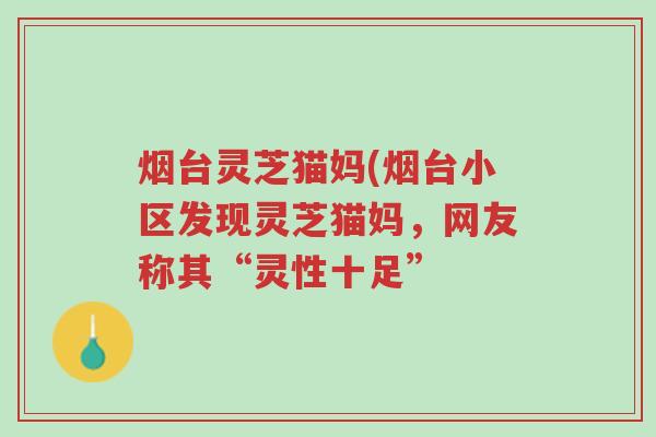 烟台灵芝猫妈(烟台小区发现灵芝猫妈,网友称其“灵性十足”-第1张图片-超越 烟台灵芝猫妈(烟台小区发现灵芝猫妈,网友称其“灵性十足”-第1张图片-超越