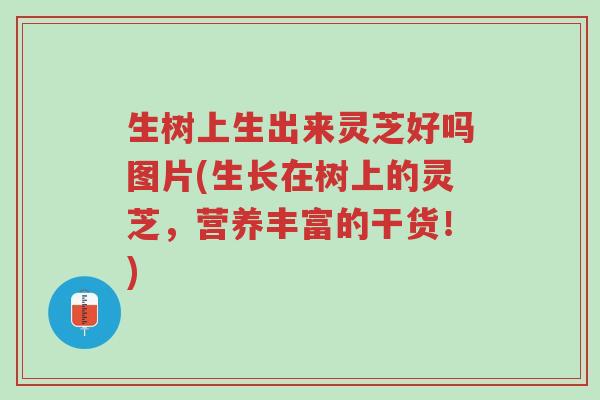 生树上生出来灵芝好吗图片(生长在树上的灵芝,营养丰富的干货!)-第1张图片-超越 生树上生出来灵芝好吗图片(生长在树上的灵芝,营养丰富的干货!)-第1张图片-超越