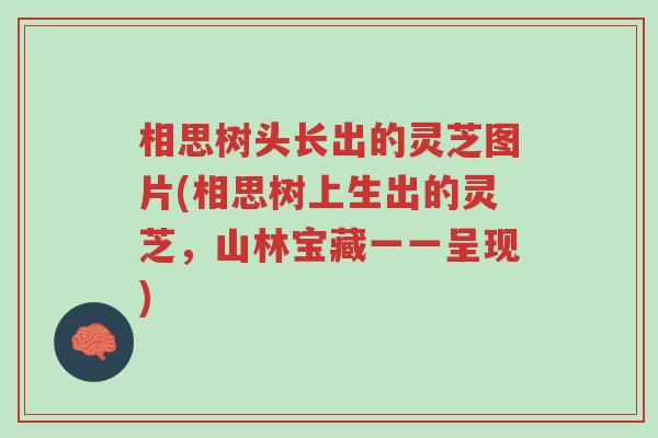 相思树头长出的灵芝图片(相思树上生出的灵芝,山林宝藏一一呈现)-第1张图片-超越 相思树头长出的灵芝图片(相思树上生出的灵芝,山林宝藏一一呈现)-第1张图片-超越