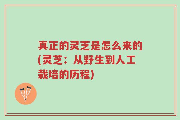 真正的灵芝是怎么来的(灵芝:从野生到人工栽培的历程)-第1张图片-超越 真正的灵芝是怎么来的(灵芝:从野生到人工栽培的历程)-第1张图片-超越