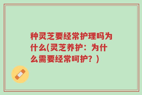 种灵芝要经常护理吗为什么(灵芝养护:为什么需要经常呵护?)-第1张图片-超越 种灵芝要经常护理吗为什么(灵芝养护:为什么需要经常呵护?)-第1张图片-超越