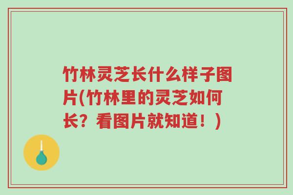 竹林灵芝长什么样子图片(竹林里的灵芝如何长?看图片就知道!)-第1张图片-超越 竹林灵芝长什么样子图片(竹林里的灵芝如何长?看图片就知道!)-第1张图片-超越
